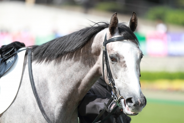 新馬戦0003 ホワイトミーティア