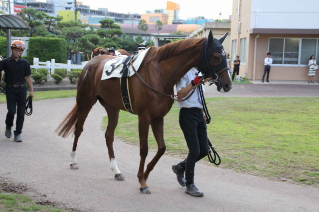 船橋ナイスレイン特別その２ ワッグルダンス