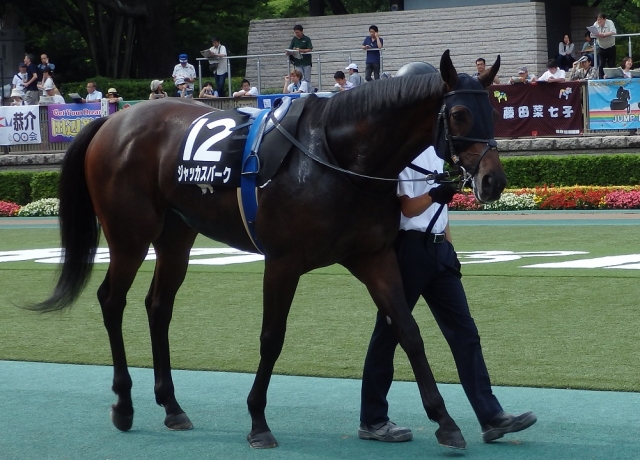 夏至Ｓ　パドック ジャッカスバーク