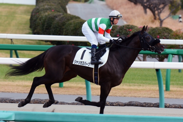2歳500万下 ジャッカスバーク