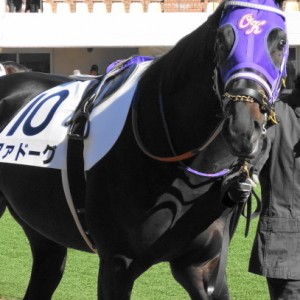 ファドーグ初勝利パドック②