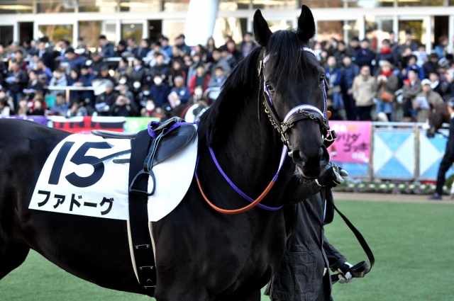新馬戦 / パドック ファドーグ