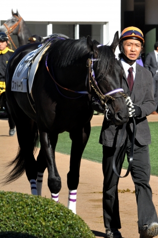 新馬戦 / パドック ファドーグ