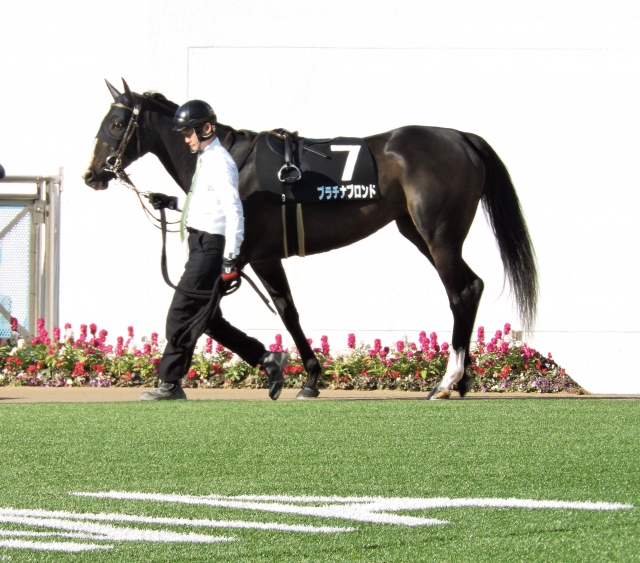 パドック① プラチナブロンド