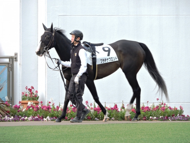 パドック② プラチナブロンド