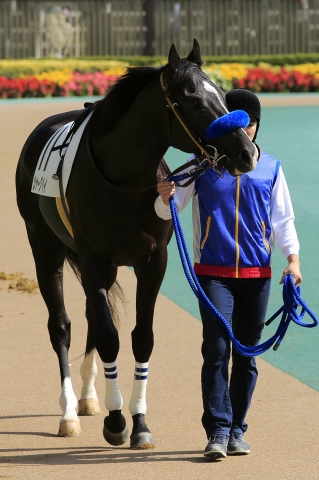 2014年10月26日　500万下 シャークベイ