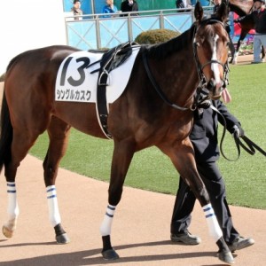 3歳未勝利パドック