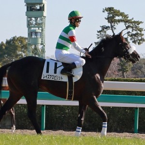 2013年12月15日　未勝利戦