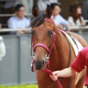 メイクデビュー　パドック　中京
