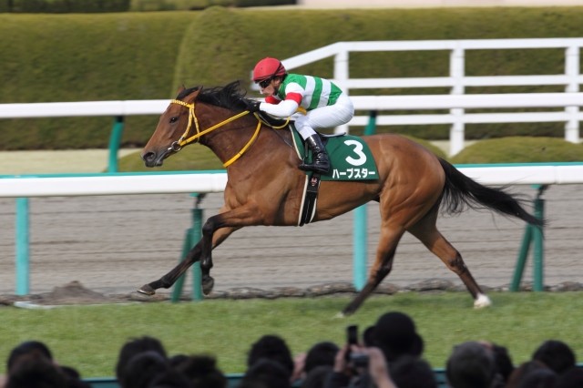 2014/3/8 阪神11Ｒ チューリップ賞 ハープスター