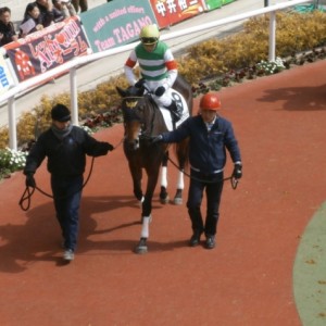 ３歳新馬　パドック