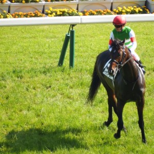 日本ダービー本馬場入場