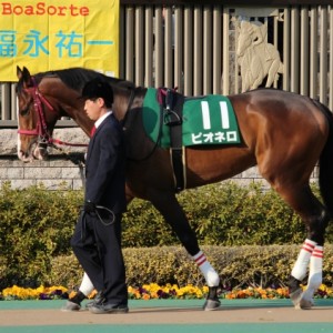 共同通信杯　パドック