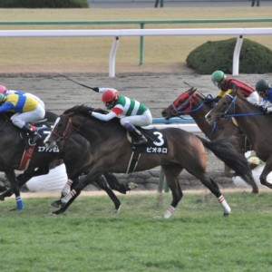 20150110_寿ステークス