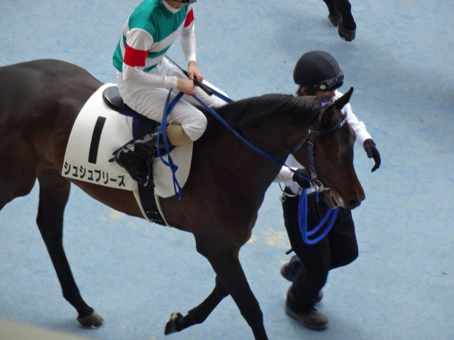 新馬戦 シュシュブリーズ