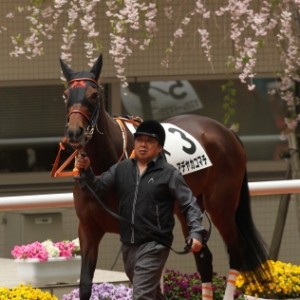 2014年2回阪神4日目 4R