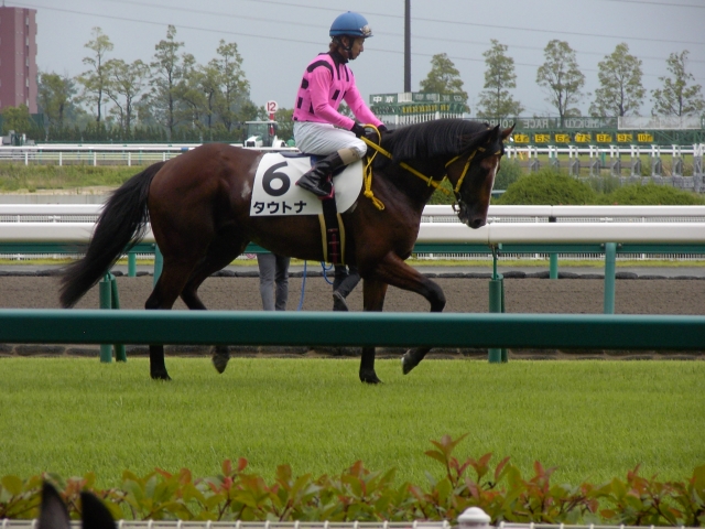 平成25年7月13日中京5R本馬場入場 タウトナ