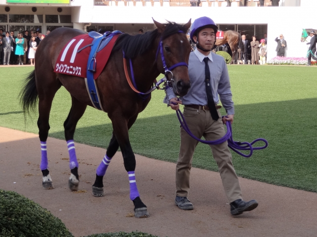 NZTパドック ウインフェニックス