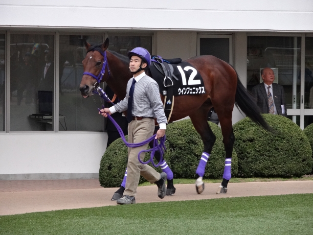 市川ステークスパドック ウインフェニックス
