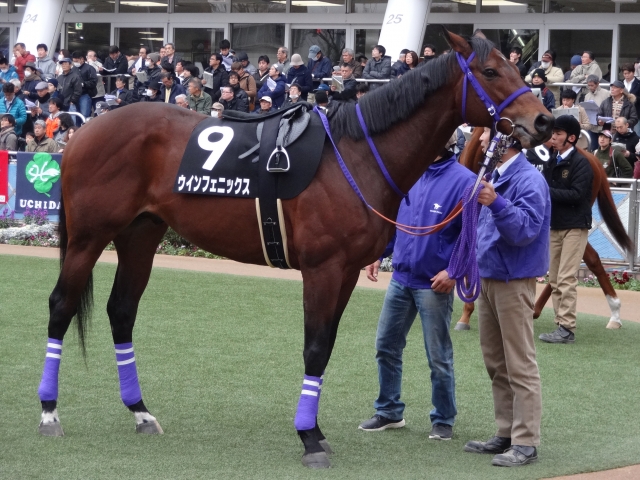 初富士ステークス　パドック ウインフェニックス