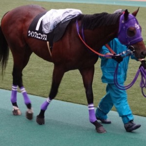 秋嶺ステークス　パドック