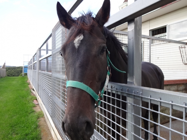 コスモヴューファーム ウインインスパイア