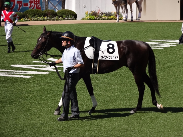 500万下パドック ウインインスパイア