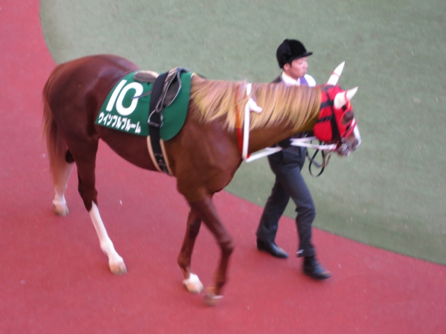 金髪がなびく ウインフルブルーム