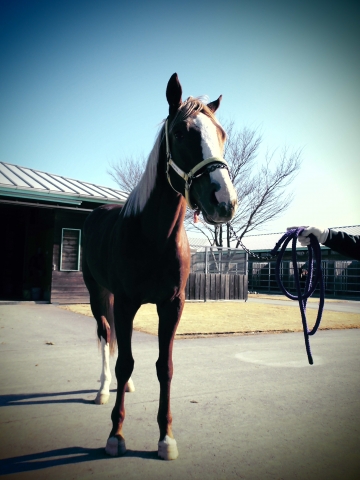 鉾田TC02 ウインフルブルーム