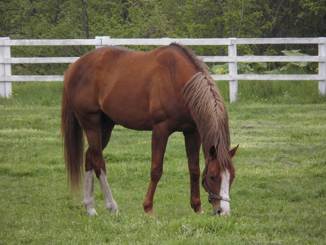 CVF11 ウインフルブルーム