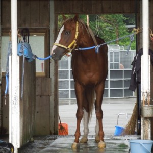 鉾田にて（6/8）その２