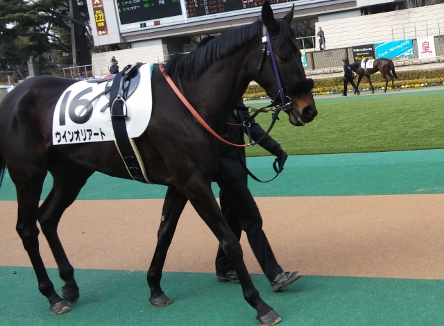 ２０１５年２月７日東京競馬場第８レースパドック ウインオリアート