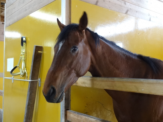 BRF鉾田  ウインイルソーレ