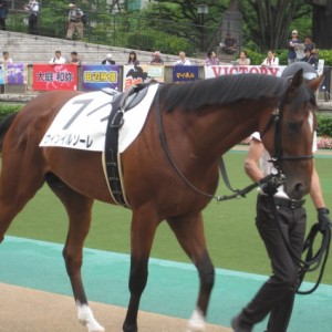 未勝利戦パドック