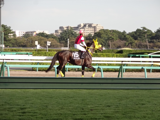 秋風ステークス馬場入り  ウインマーレライ