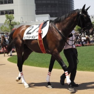2014/06/01京都未勝利戦パドック