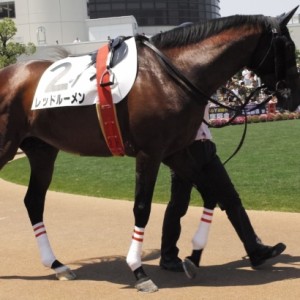 2014/06/01京都未勝利戦パドック