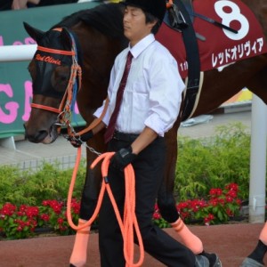 2014年 9月21日 ローズステークス パドック