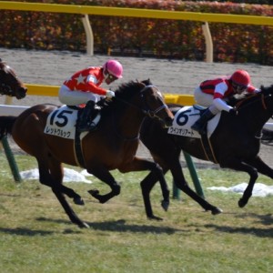 2.22　東京　未勝利