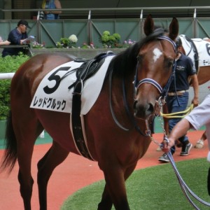 福島新馬戦パドック