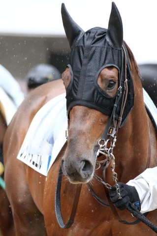 2015年3月1日 中山8R レッドダニエル