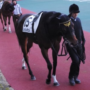 2015/01/24中京競馬場第３レースパドック