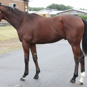 レッドソレイユ