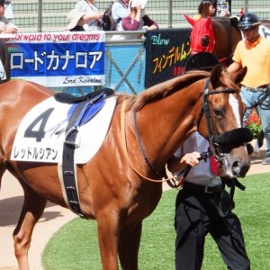 新馬戦パドック01