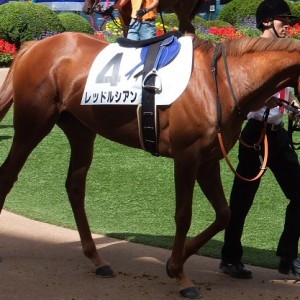 新馬戦パドック03