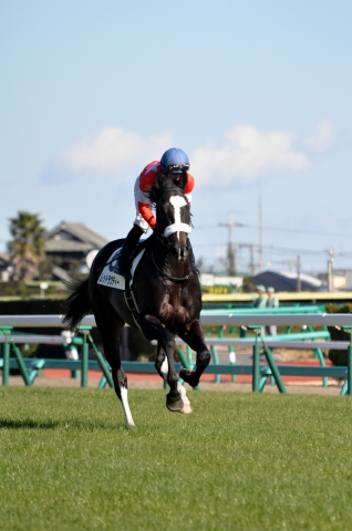 未勝利戦/返し馬 レッドラウディー