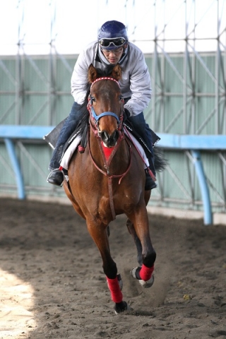 2013年3月 日高育成公社 ニナフェアリー