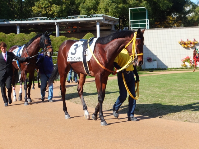 京都競馬場にて マイネルプレッジ