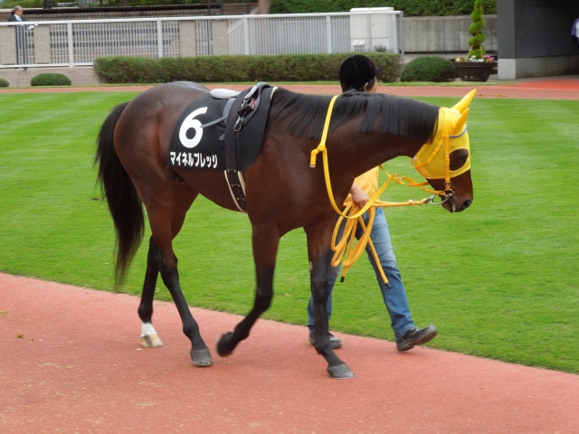 萬代橋特別その１ マイネルプレッジ