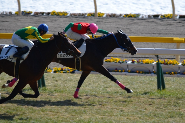 2.22　東京　500万下 マイネルアウラート